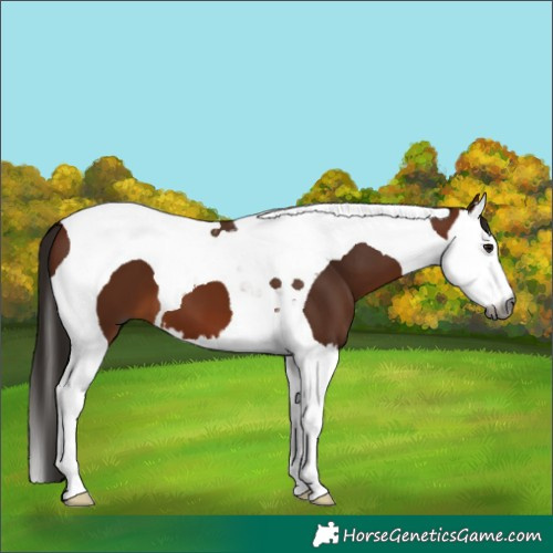 Horse Color:Gray Bay Splash Tobiano 