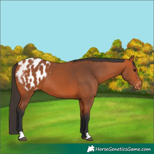 Horse Color:Bay Blanket 