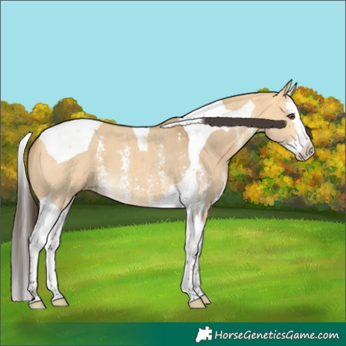 Horse Color:Buckskin Dun Sabino Splash Tobiano