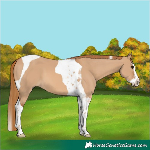 Horse Color:Red Dun Splash Tobiano 