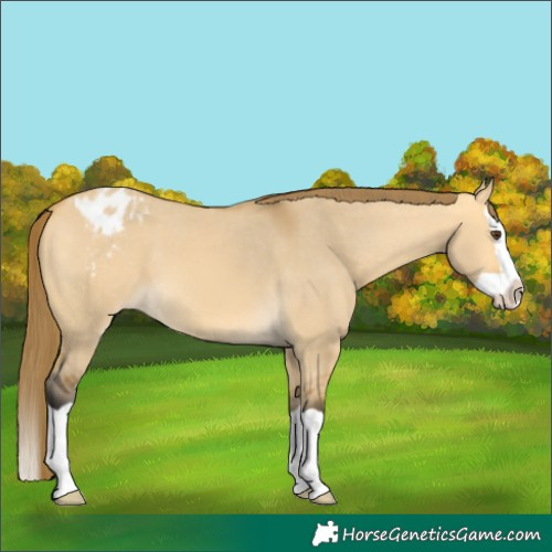 Horse Color:Buckskin Dun Splash Blanket 