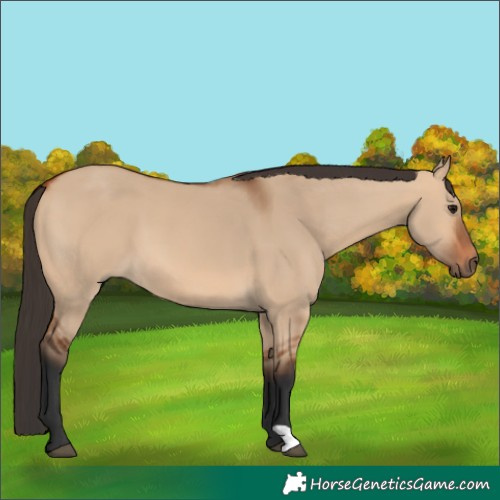 Horse Color:Bay Dun 