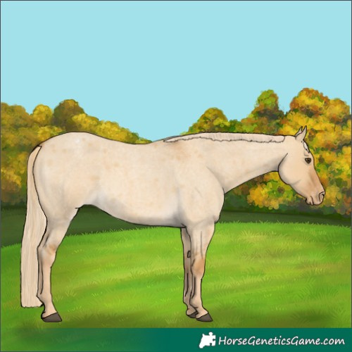 Horse Color:Palomino Roan Dun Varnish Rabicano