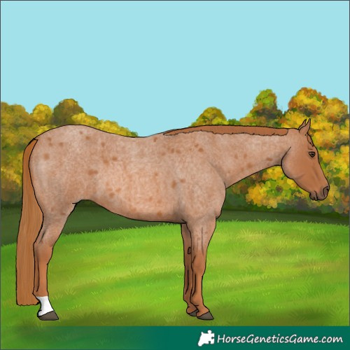 Horse Color:Red Roan 