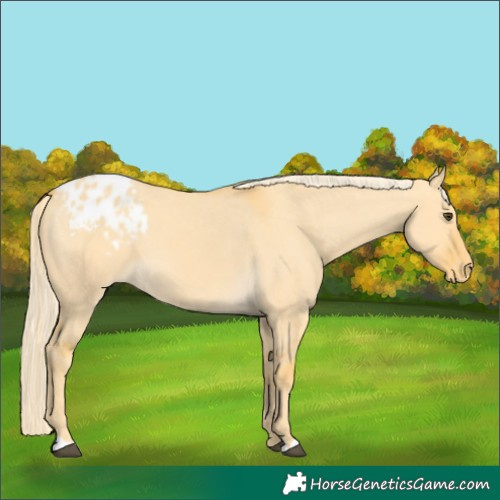 Horse Color:Palomino Dun Blanket