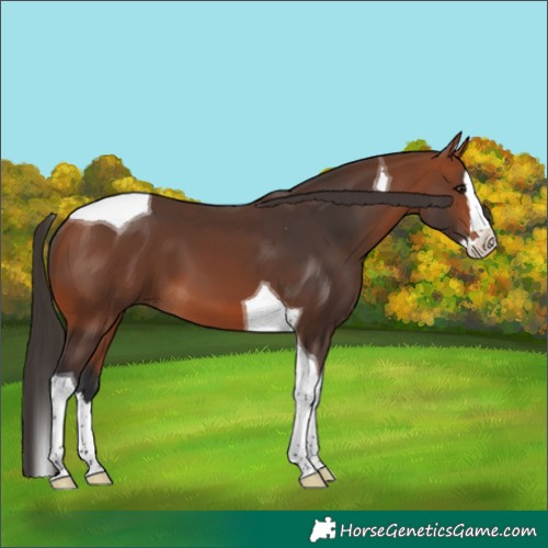 Horse Color:Bay Splash Tobiano