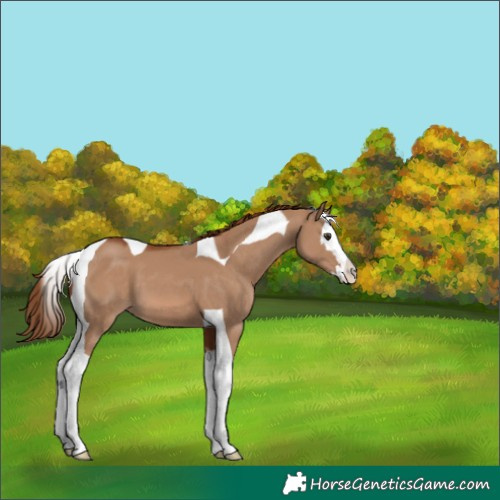 Horse Color:Red Dun Splash Tobiano 