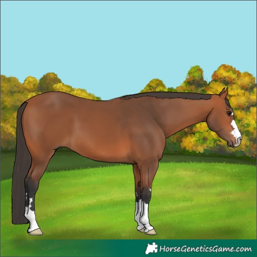 Horse Color:Bay 