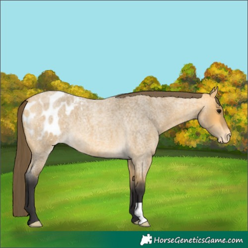 Horse Color:Buckskin Roan Blanket 