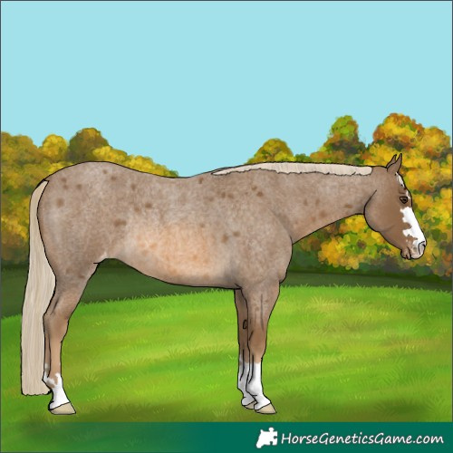 Horse Color:Chocolate Palomino Roan Varnish Rabicano