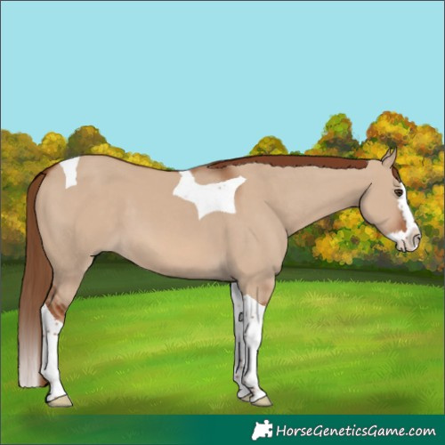Horse Color:Red Dun Splash Tobiano 