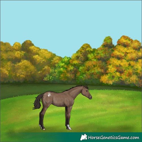 Horse Color:Liver Red Dun Appaloosa Rabicano