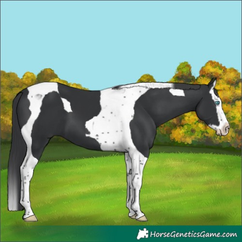 Horse Color:Black Splash Tobiano 