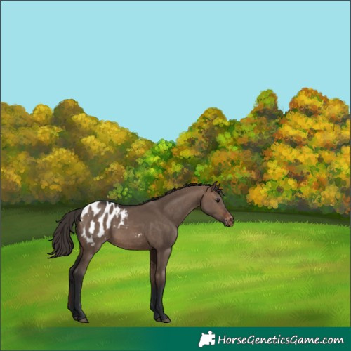 Horse Color:Brown Dun Appaloosa