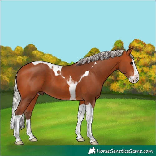 Horse Color:Silver Bay Splash Tobiano