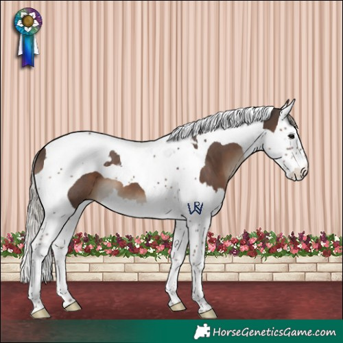 Horse Color:Silver Black Splash Tobiano 