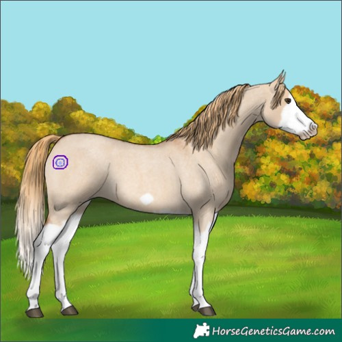 Horse Color:Red Dun Roan Splash Frame Rabicano