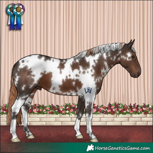 Horse Color:White Spotted Liver Chestnut 