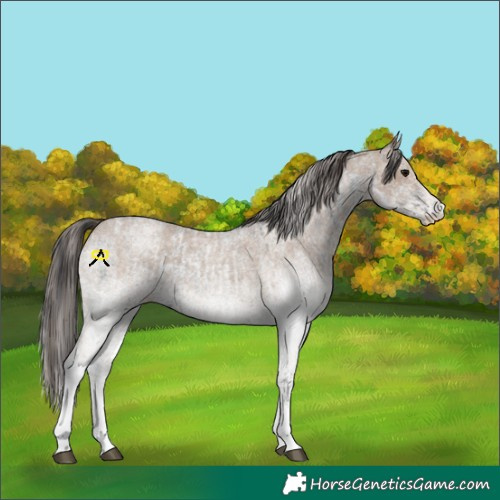 Horse Color:White Spotted Blue Roan Rabicano  and White Spotted Classic Champagne Roan Rabicano 