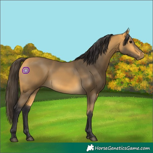 Horse Color:Buckskin Rabicano