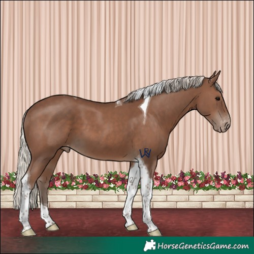 Horse Color:Silver Black Tobiano Appaloosa 