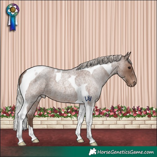 Horse Color:Silver Blue Roan Tobiano Appaloosa