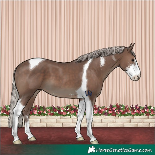 Horse Color:Silver Black Sabino Tobiano