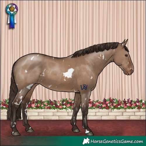 Horse Color:White Spotted Liver Red Dun Varnish
