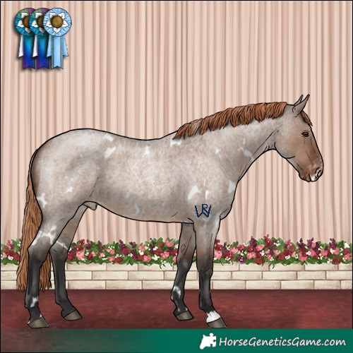 Horse Color:White Spotted Liver Red Dun Roan Appaloosa