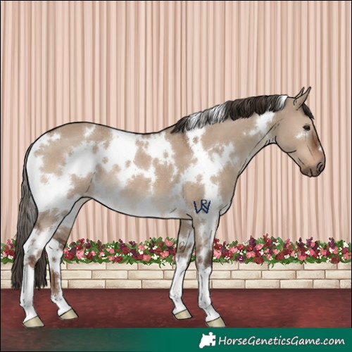 Horse Color:White Spotted Liver Red Dun 