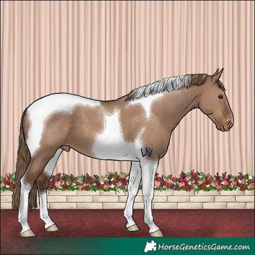 Horse Color:Liver Red Dun Tobiano Appaloosa 