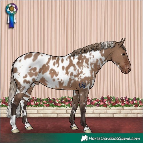 Horse Color:White Spotted Liver Red Dun Appaloosa