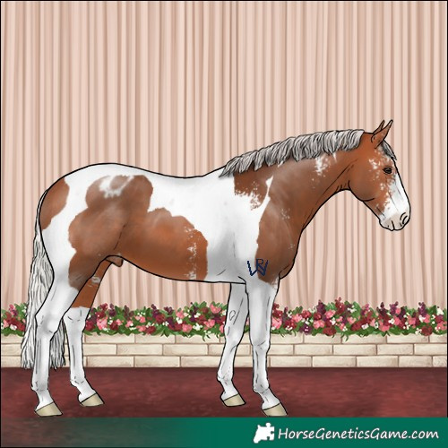 Horse Color:Silver Bay Sabino Tobiano Appaloosa