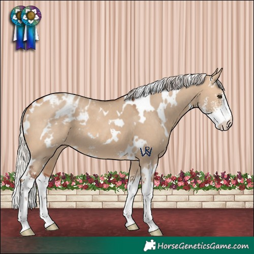 Horse Color:White Spotted Silver Bay Dun Sabino Appaloosa 