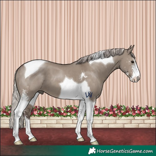 Horse Color:Silver Grullo Sabino Tobiano 