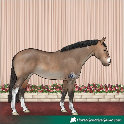 Horse Color:Bay Dun Sabino 
