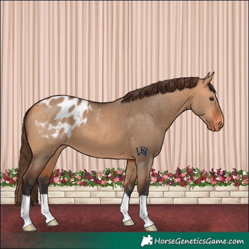 Horse Color:Bay Dun Varnish