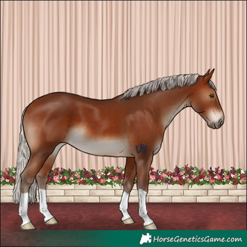 Horse Color:Silver Bay 
