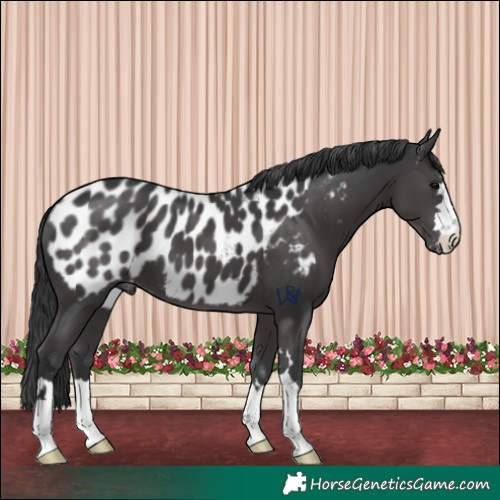 Horse Color:Black Appaloosa