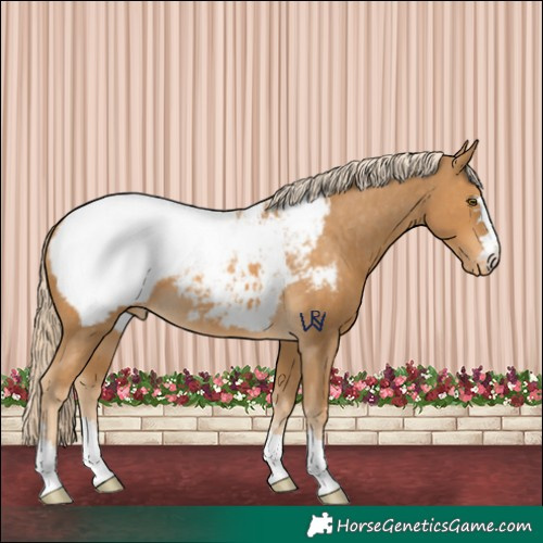 Horse Color:Palomino Appaloosa 