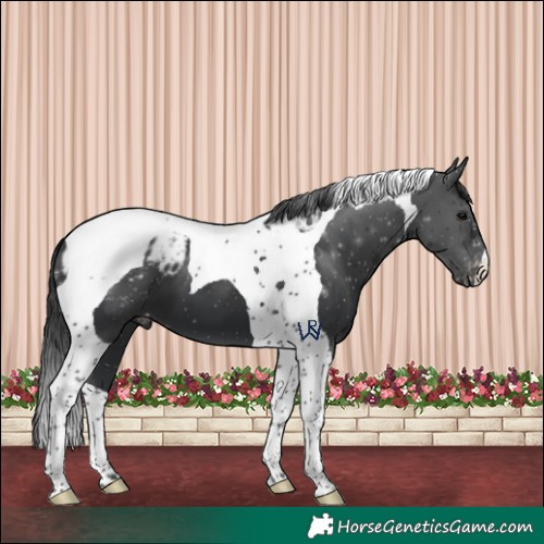 Horse Color:Black Tobiano Appaloosa