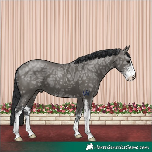 Horse Color:Grullo Ice Sabino 
