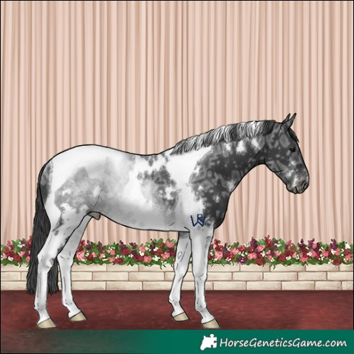 Horse Color:White Spotted Black Ice Tobiano Appaloosa Rabicano 