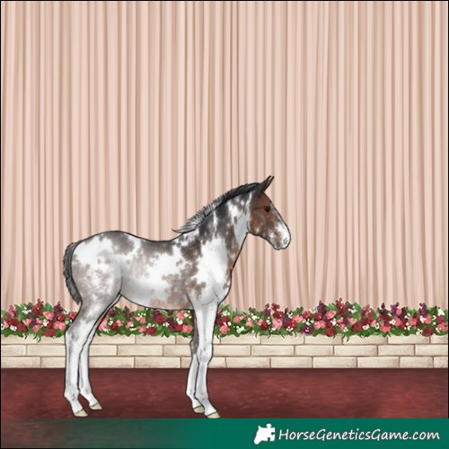 Horse Color:White Spotted Brown Sabino Appaloosa Rabicano 