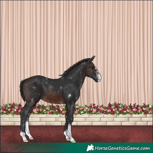 Horse Color:Brown Sabino 