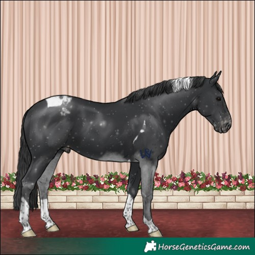 Horse Color:Black Tobiano Appaloosa
