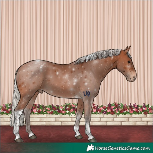 Horse Color:Silver Brown Tobiano Appaloosa 