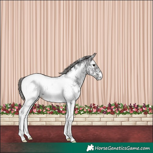 Horse Color:Smoky Black Ice Sabino Appaloosa