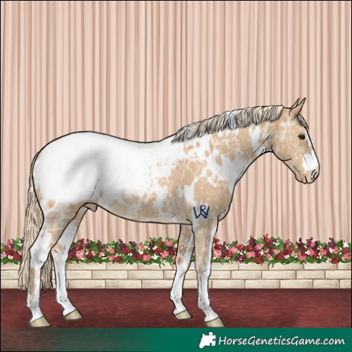 Horse Color:White Spotted Palomino Ice Appaloosa