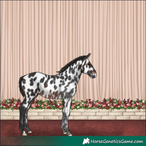 Horse Color:Brown Appaloosa